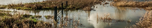 Flooded field