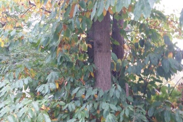 Forestry Commission - Sweet Chestnut Blight Survey