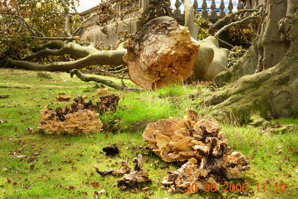Essex Education Services Triennial Tree Safety Inspections