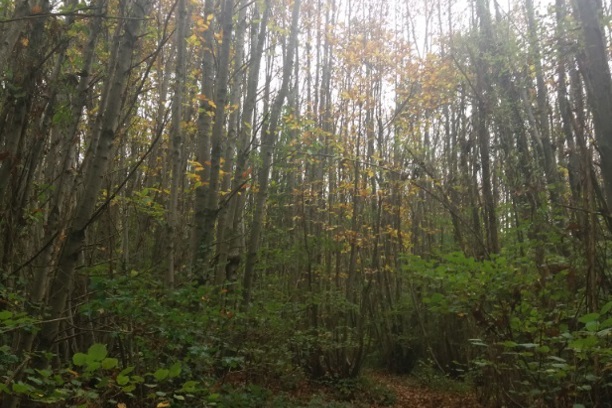 Tree Policy for Barnet