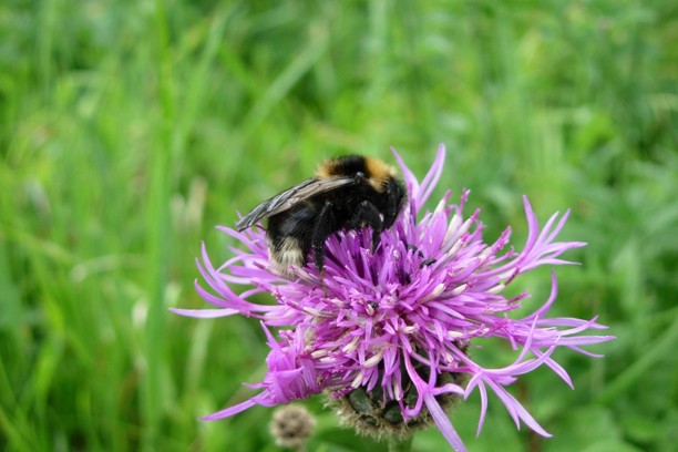 Special Roadside Verges