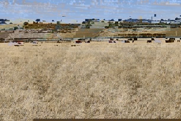 Hadleigh Farm Conservation Grazing