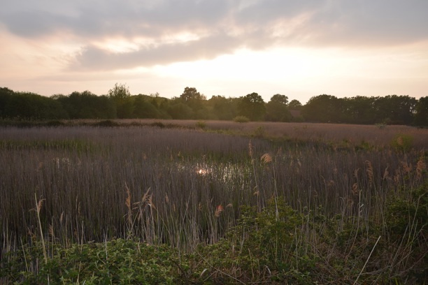 Habitats Regulations Assessment for the Babergh and Mid Suffolk Joint Local Plan