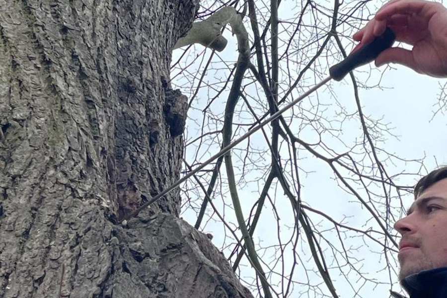 Senior Arboricultural Consultant