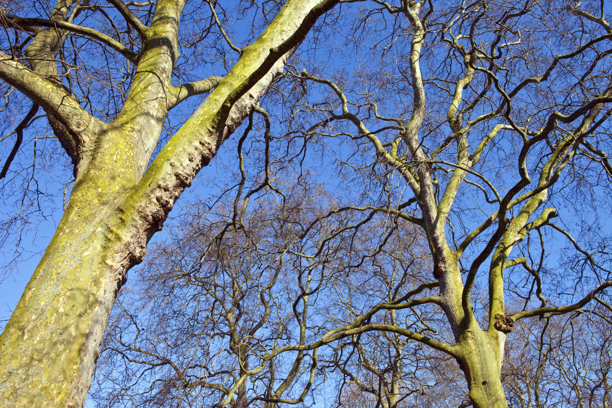 Tree Inspections for The Royal Parks