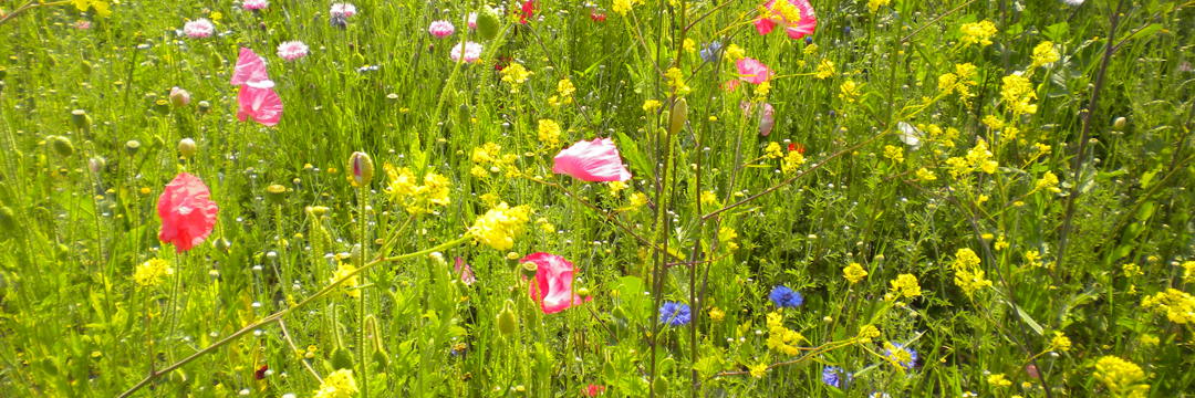 Brooklands Gardens 2