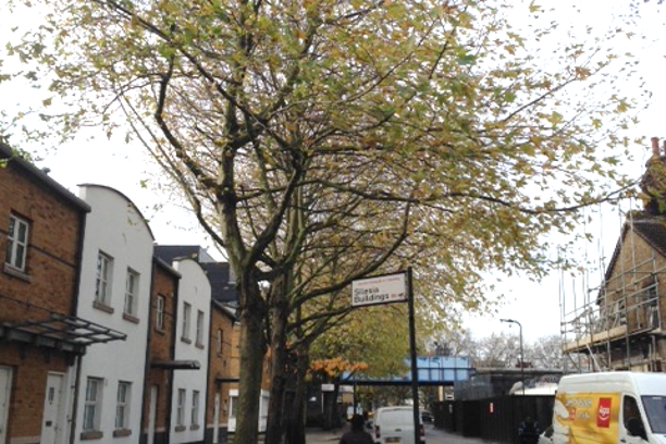 Tree Inspections for the London Borough of Hackney
