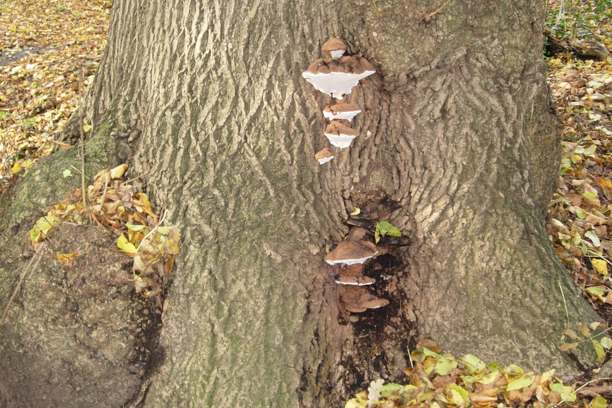 Forestry Commission Woodland Tree Safety Inspection