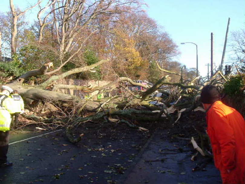 Tree failure across road